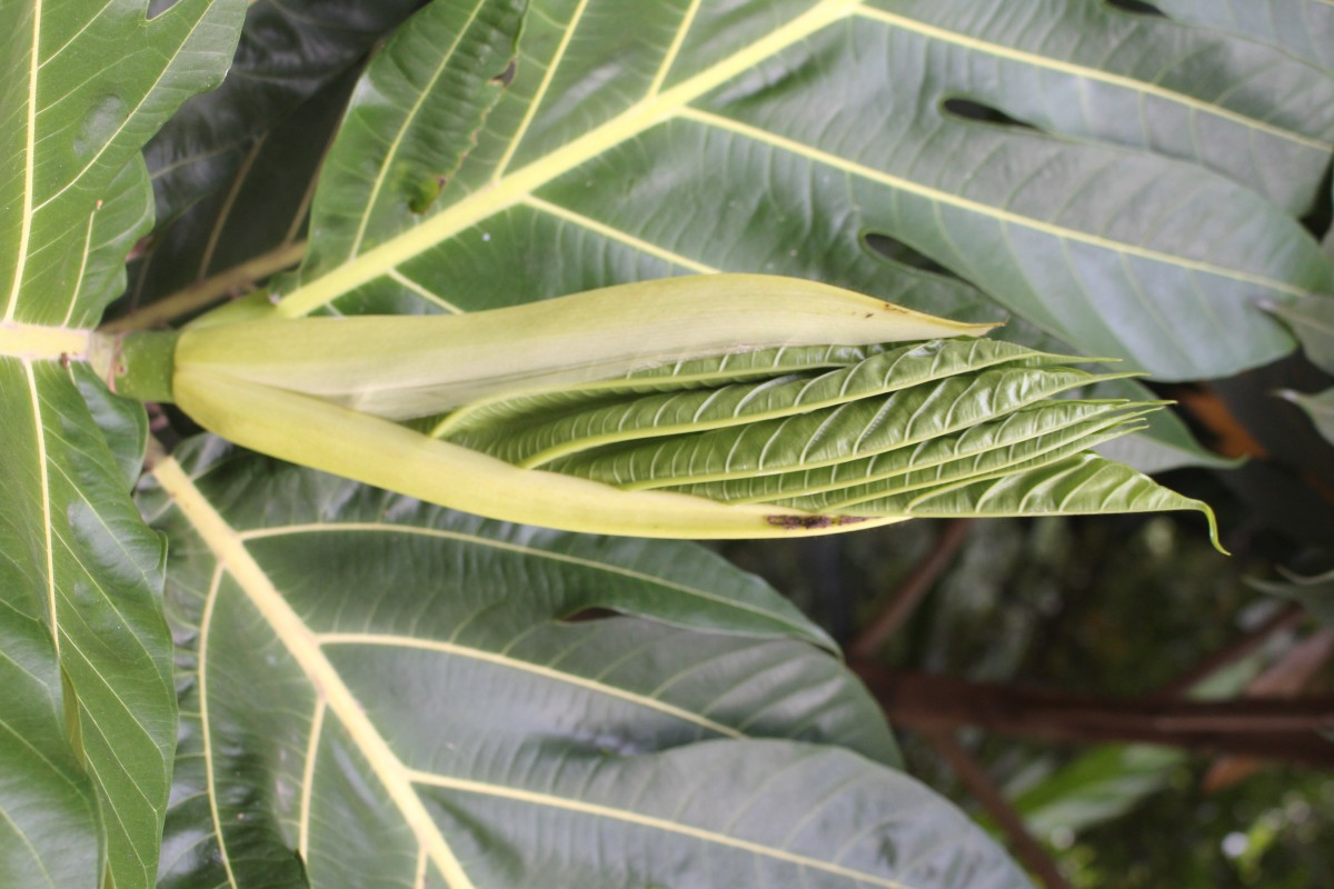Artocarpus altilis (Parkinson) Fosberg